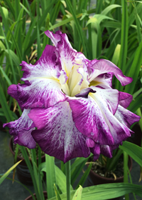 Iris ensata 'Lion King'